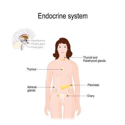 Endocrine System